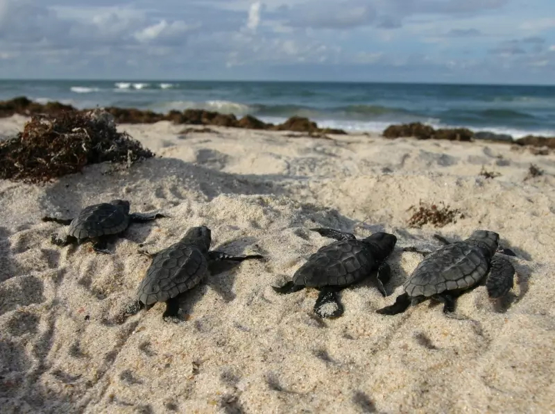 Sea turtle hatchlings emerging on beach of Archie Carr National Wildlife Refuge, FL
