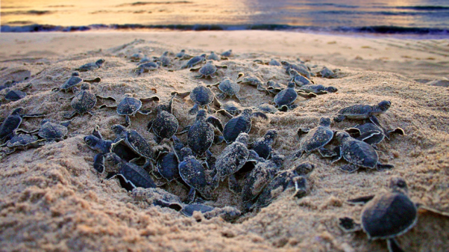 Nest of baby turtles on the beach