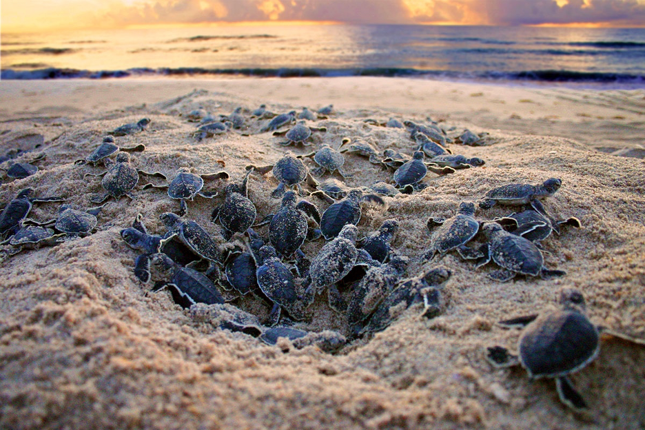 Nest of baby turtles on the beach
